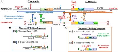 Nuclease-free precise genome editing corrects MECP2 mutations associated with Rett syndrome